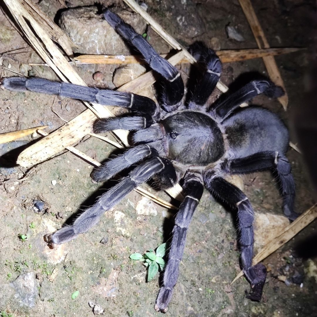 Cyriopagopus minax - Thailand Big Black (Sling)