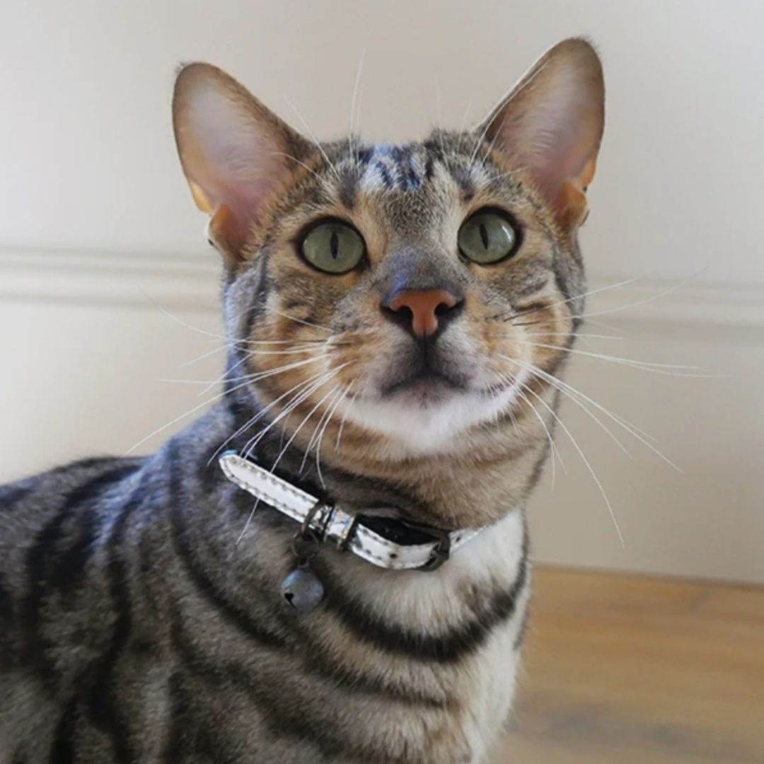 Rosewood Cat Collar Silver