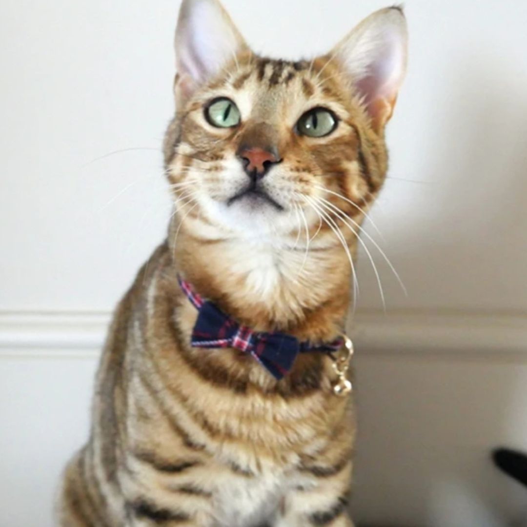 Rosewood Cat Collar Navy & Red Tartan