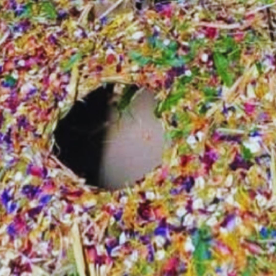 Forage Box