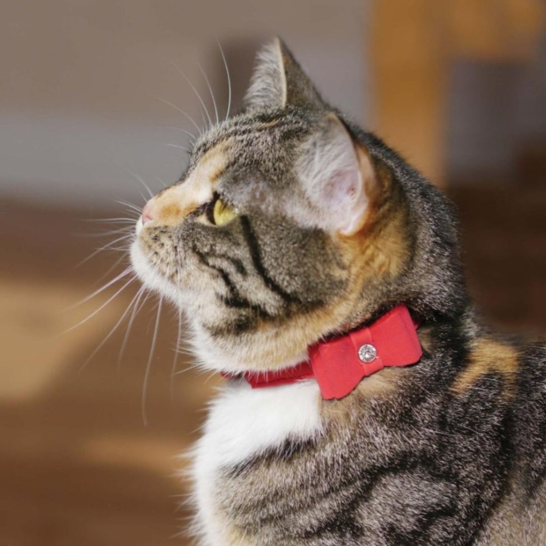 Rosewood Cat Collar Red Bow Tie