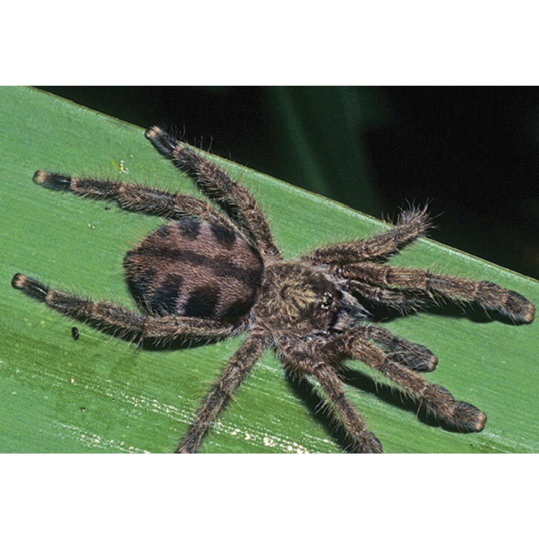 Caribena laeta - Puerto Rican Pink Toe (Sling)