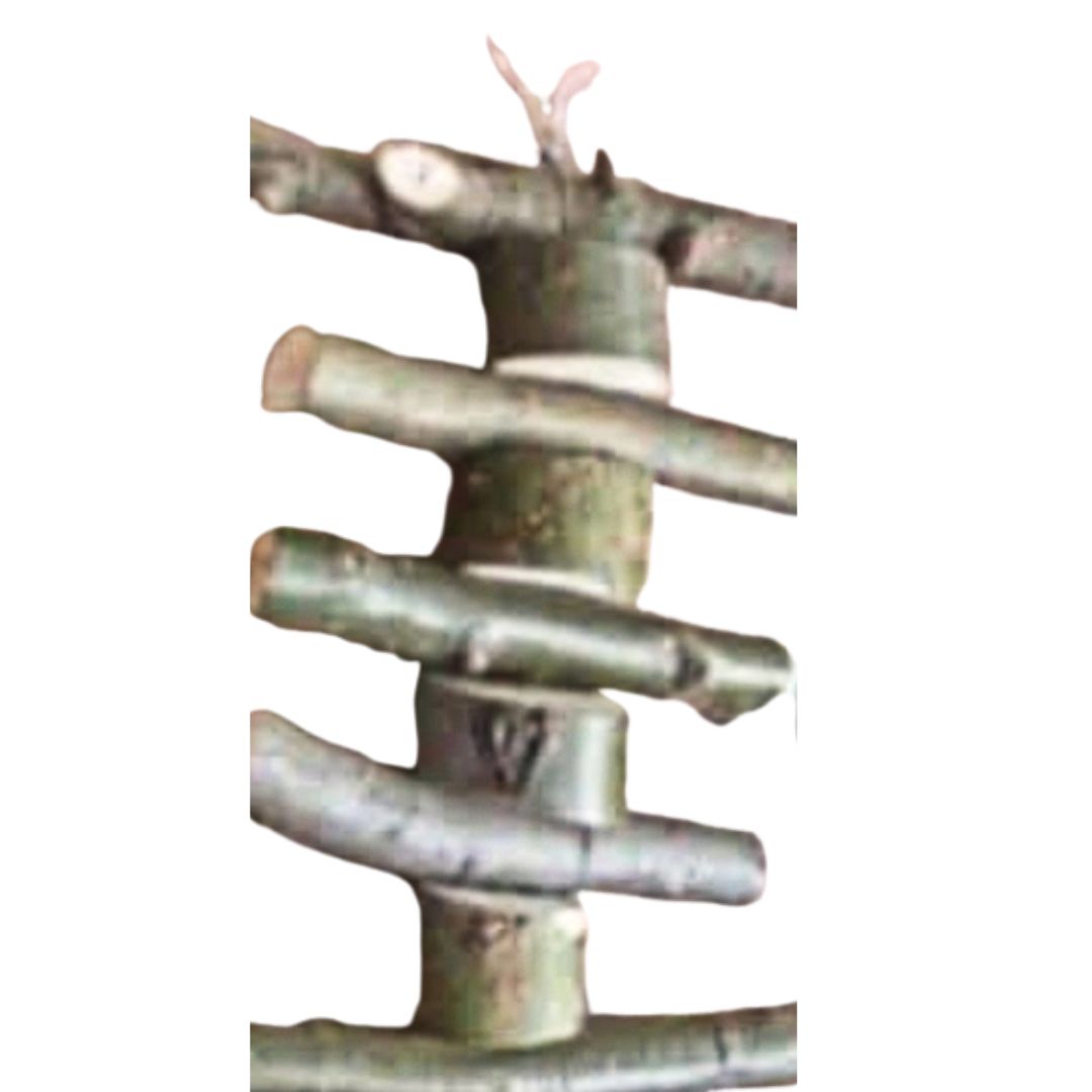 Chucky Willow Toys for Rabbits, Guinea Pigs & Chinchillas