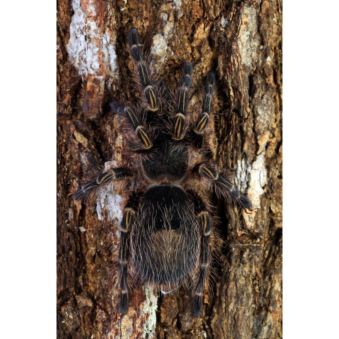 Grammostola Pulchripes - Chaco Golden Knee (Sling)
