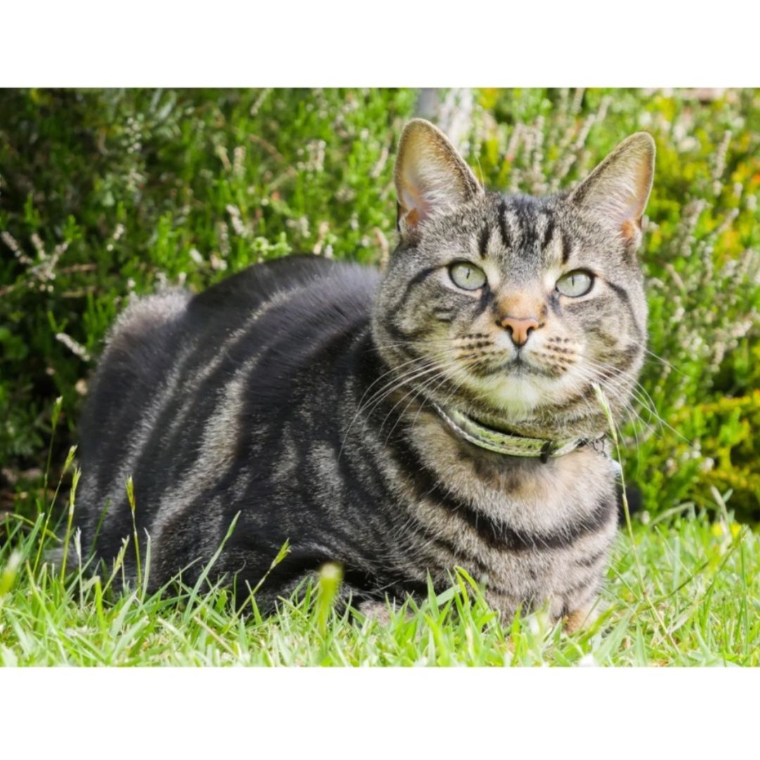 Rosewood Cat Collar Silver