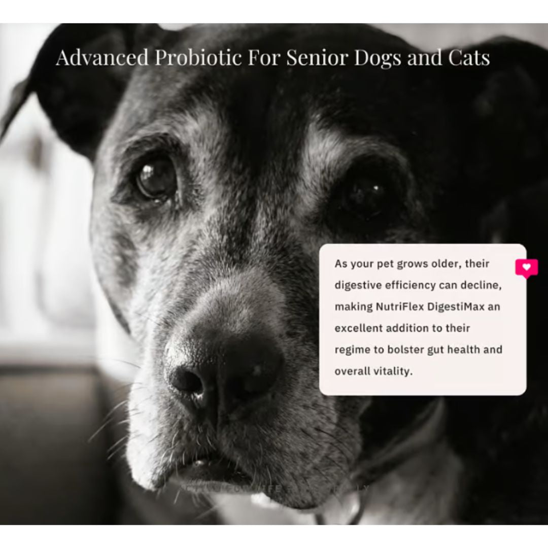 NutriFlex® DigestiMax - Digestive Enzymes with Pre and Probiotics For Dogs and Cats