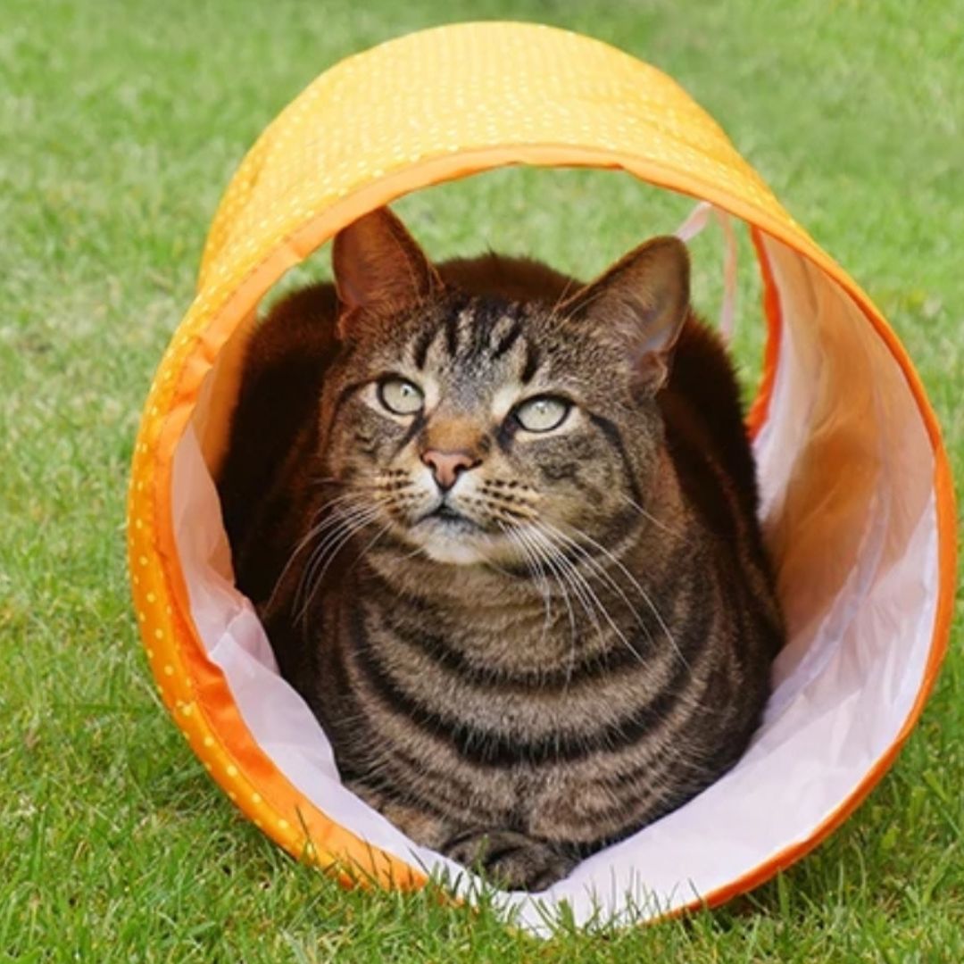 Jolly Moggy Cat Tunnel