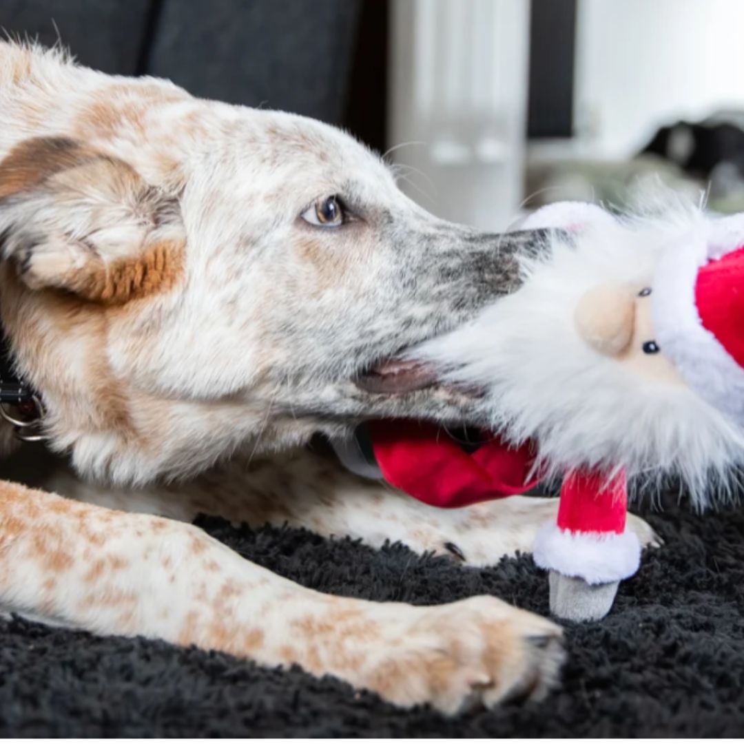 Sebastian Santa