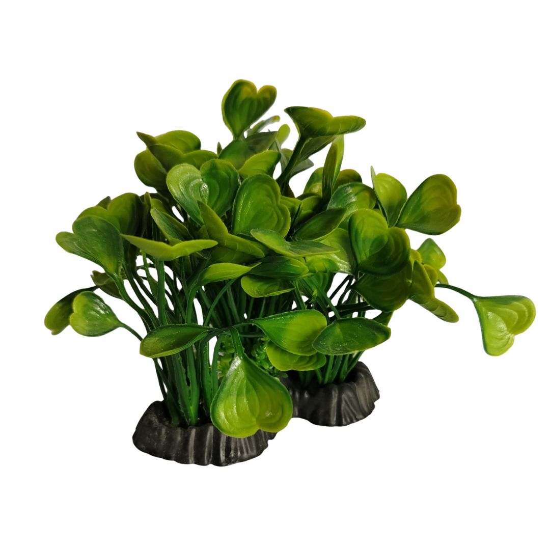 Tropical Bushy Plant