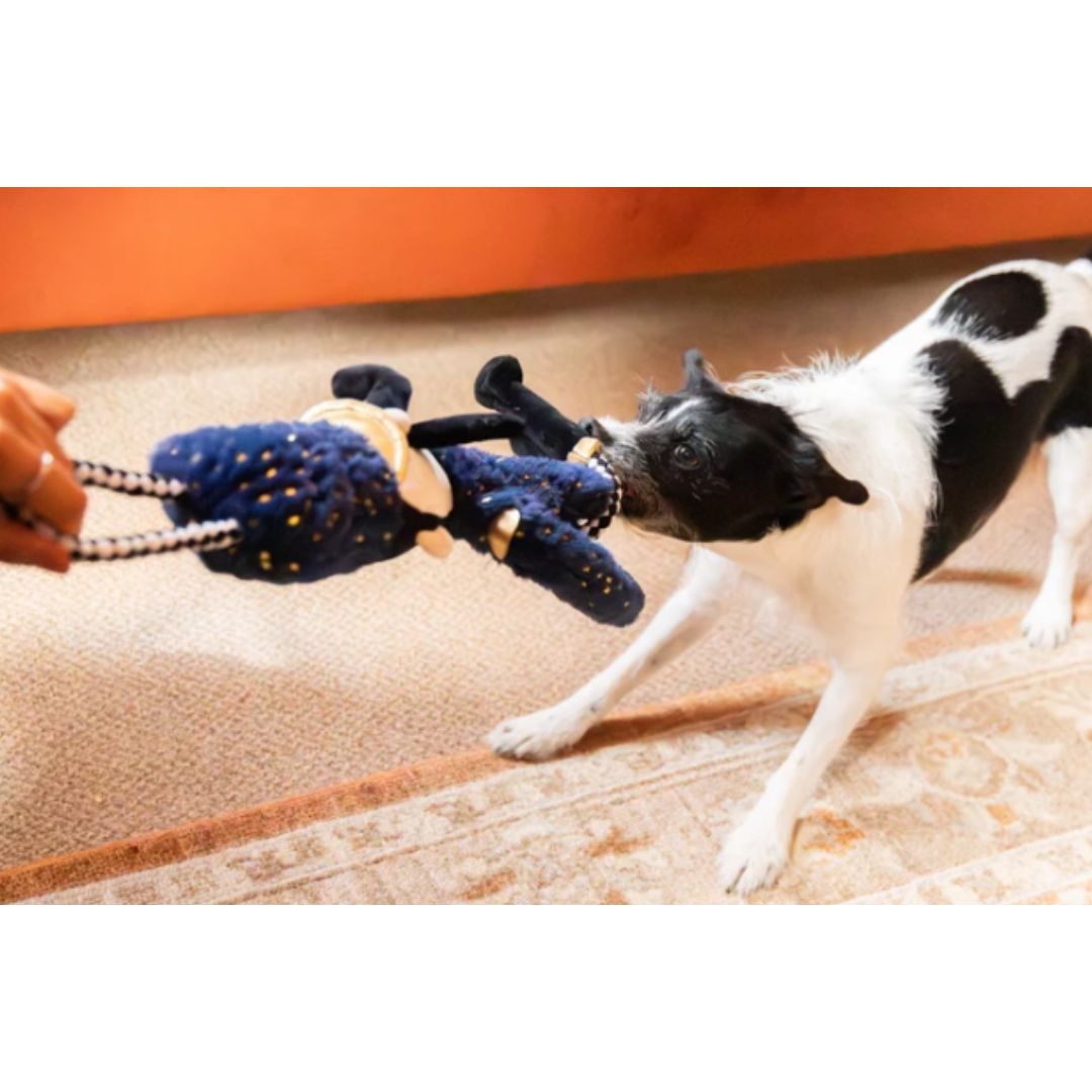 Nermal Nutcracker