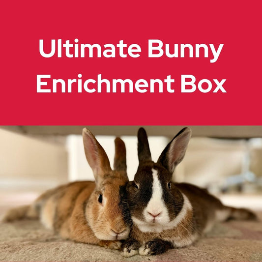 Ultimate Bunny Enrichment Box