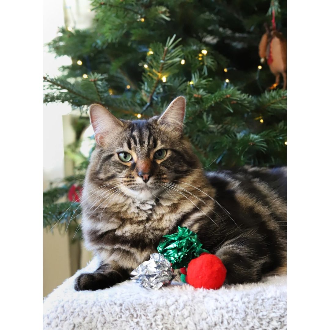 Christmas Cat Toy Stocking