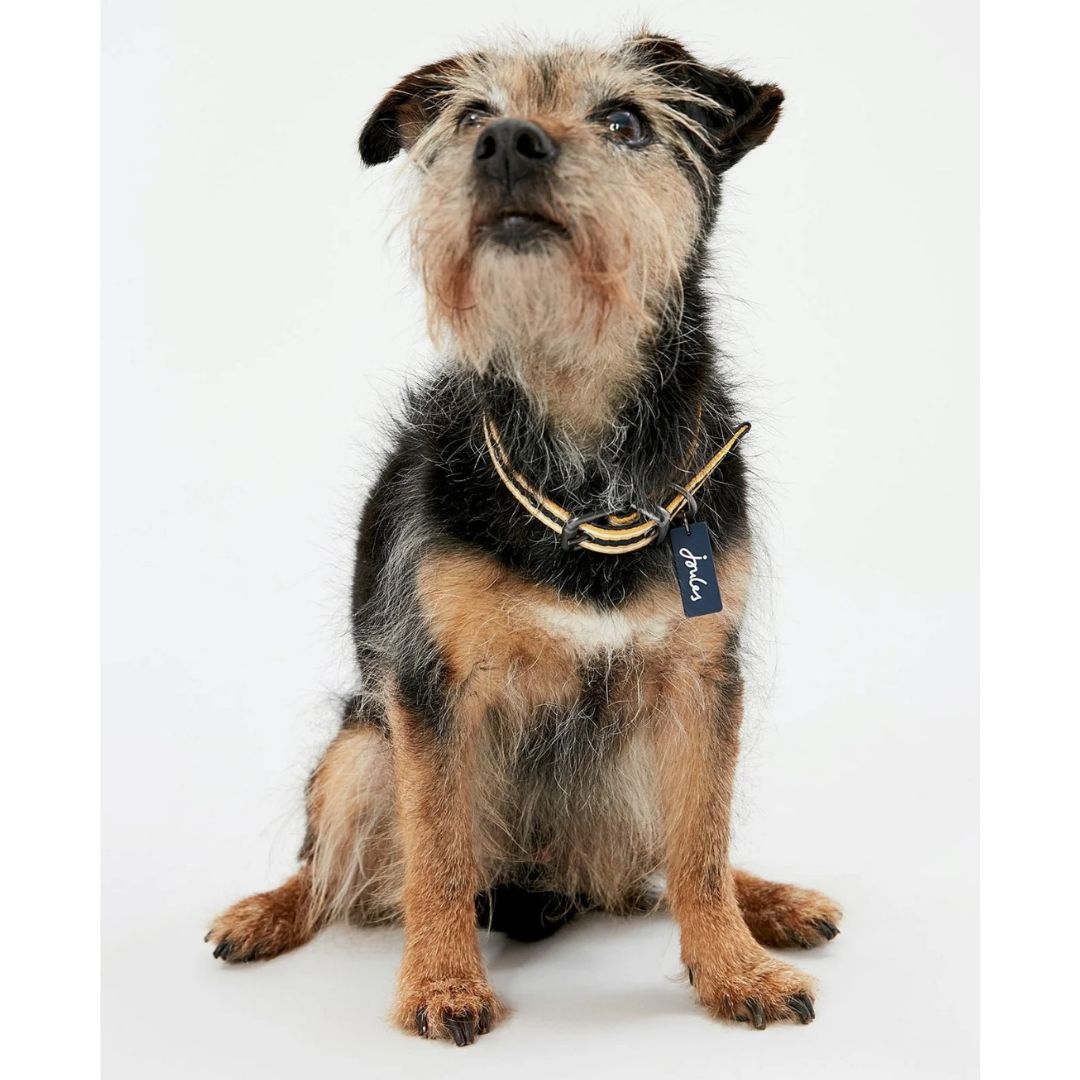 Rosewood & Joules Navy Coastal Dog Collars