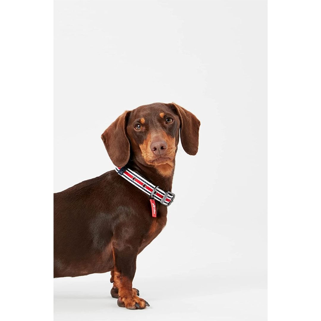 Rosewood & Joules - Striped Collar