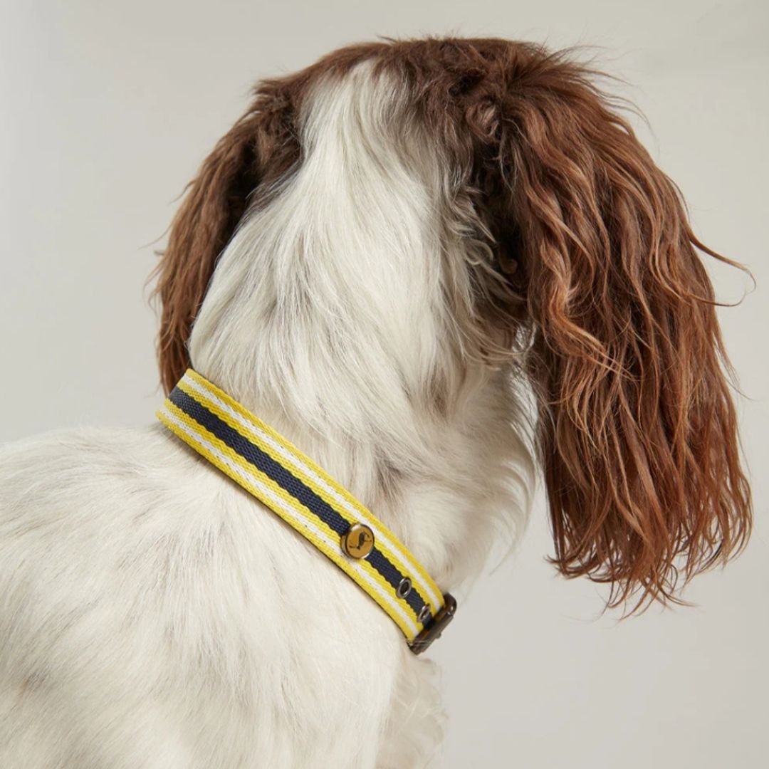 Rosewood & Joules Navy Coastal Dog Collars