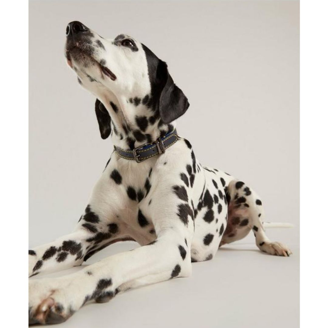 Rosewood & Joules - Navy Leather Collar