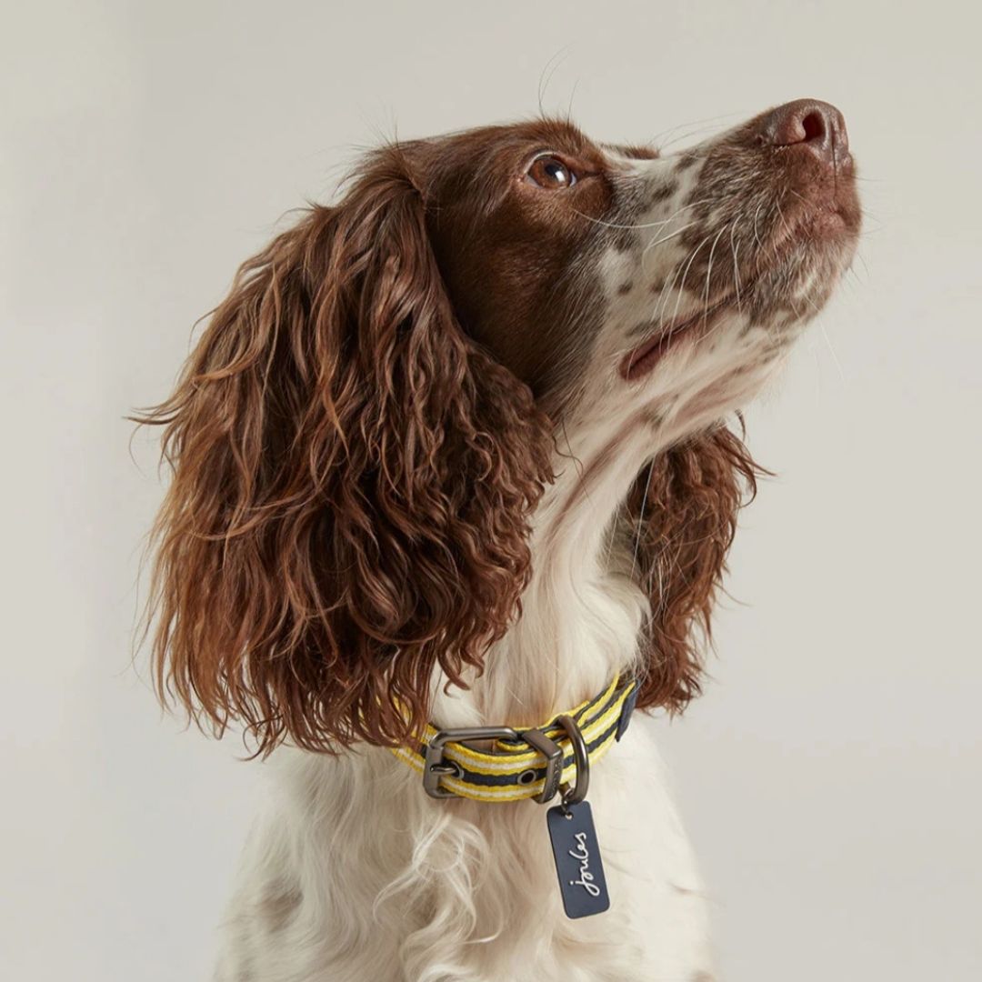 Rosewood & Joules Navy Coastal Dog Collars