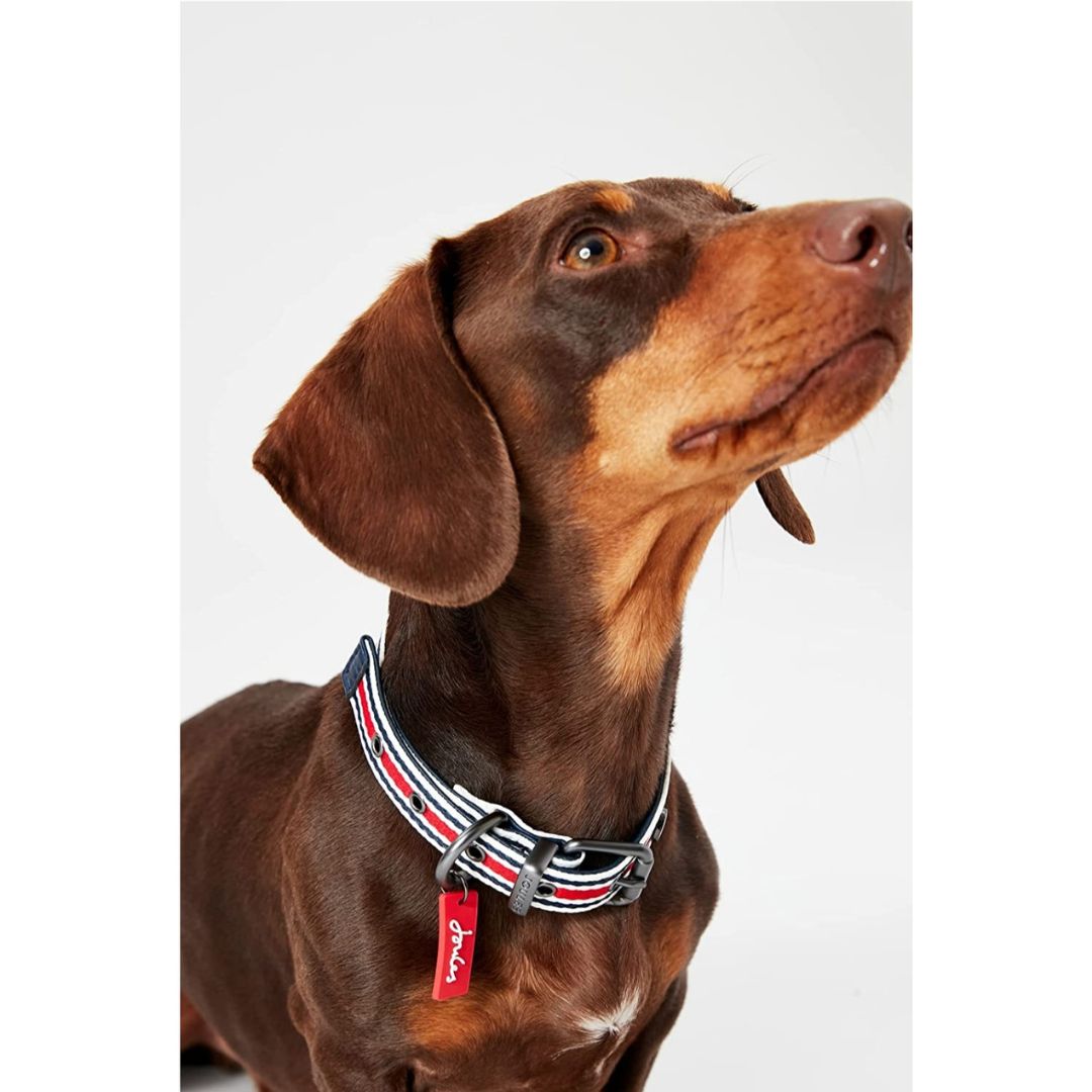 Rosewood & Joules - Striped Collar