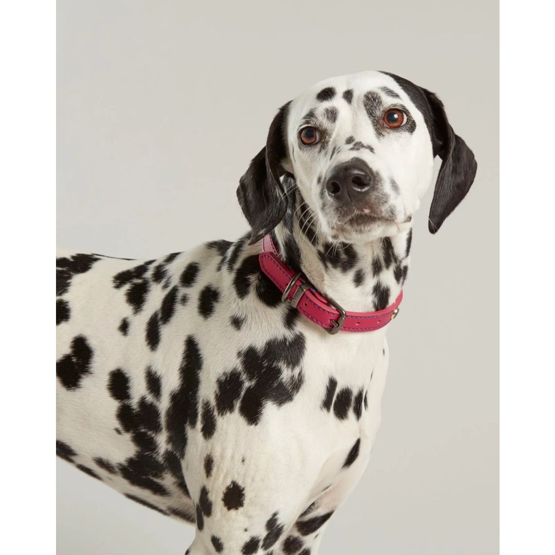 Rosewood & Joules - Pink Leather Collars