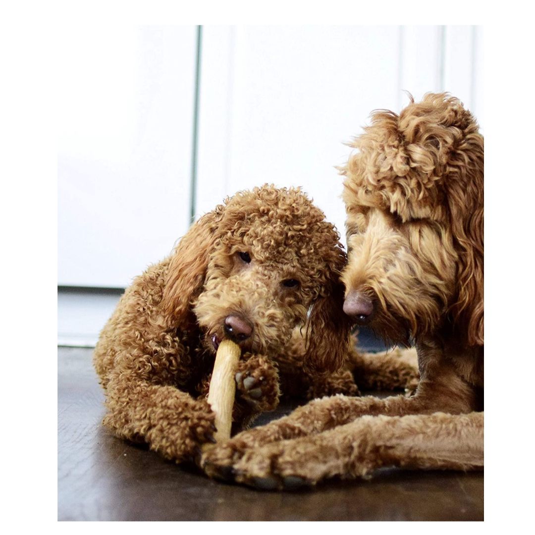 Puppy 2-Pack Dogwood Small