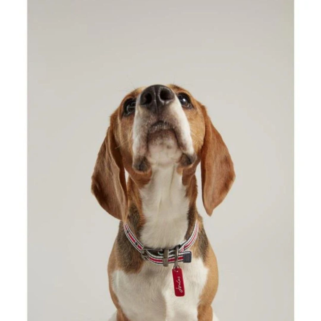 Rosewood & Joules - Striped Collar