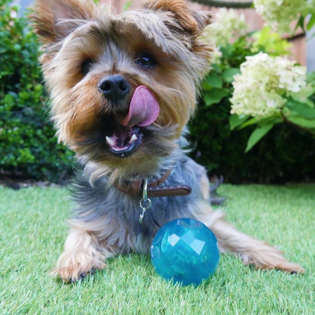 Biosafe Puppy Treat Ball