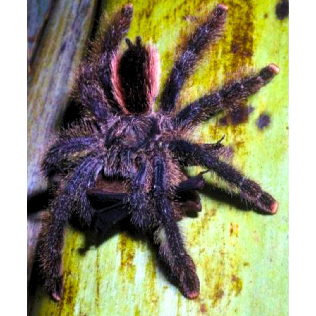 Avicularia juruensis - Amazonian Pink Toe (Sling)