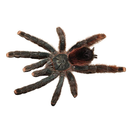 Avicularia avicularia - Guyana Pinktoe (Sling)