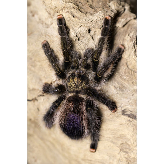 Avicularia sp. Pucallpa - Mardi Gras Pink Toe (Sling)