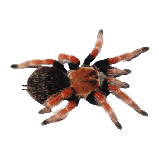 Brachypelma boehmei - Mexican Fire Leg Tarantula (Sling)