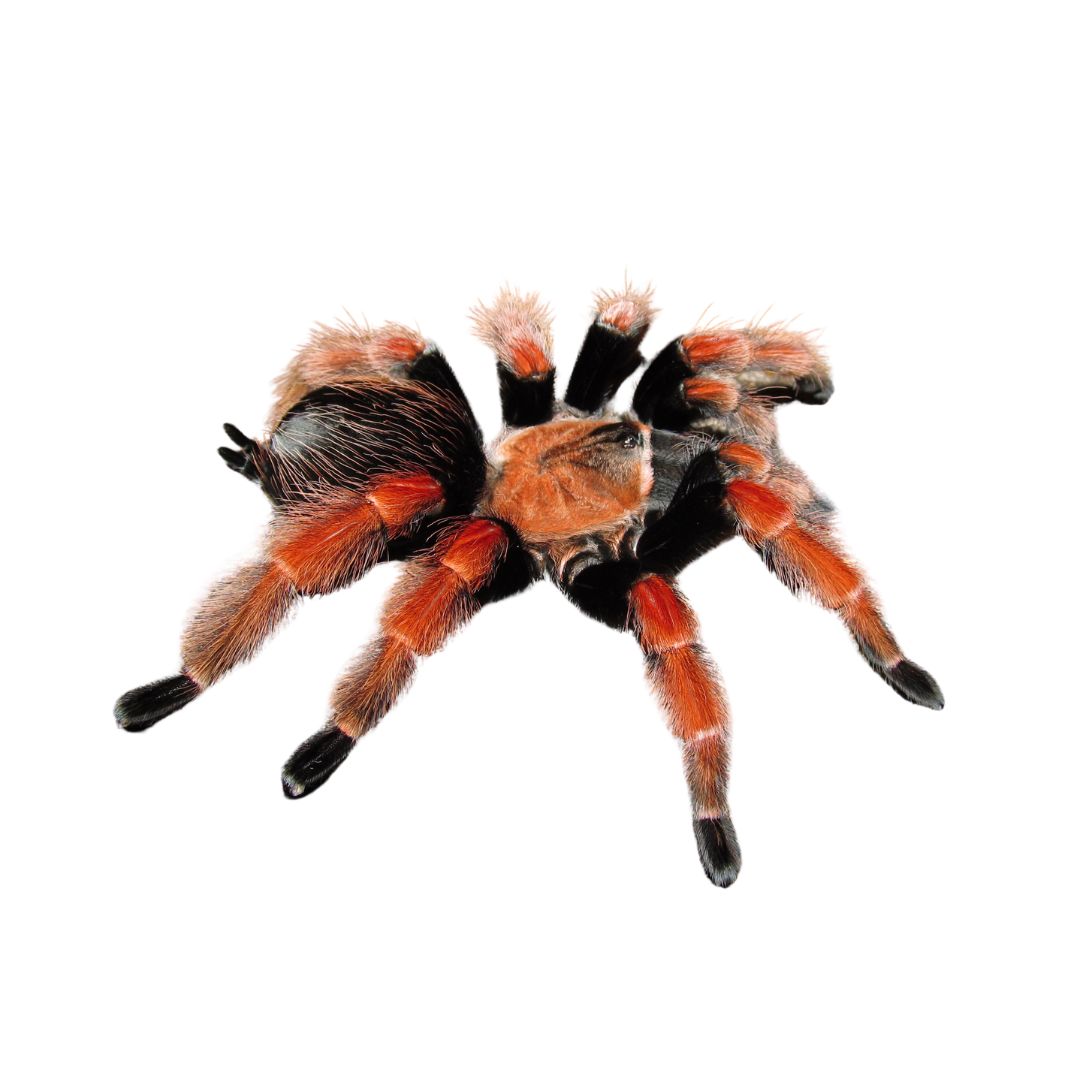 Brachypelma boehmei - Mexican Fire Leg Tarantula (Sling)