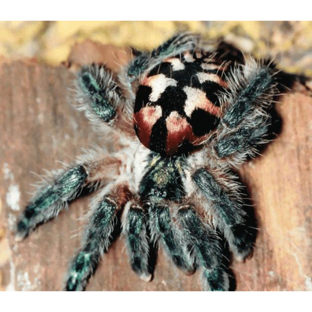 Typhochlaena seladonia - Brazilian Jewel (Sling)