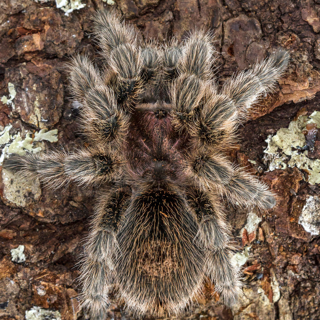 Grammostola rosea - Chilean Rose Hair (Sling)