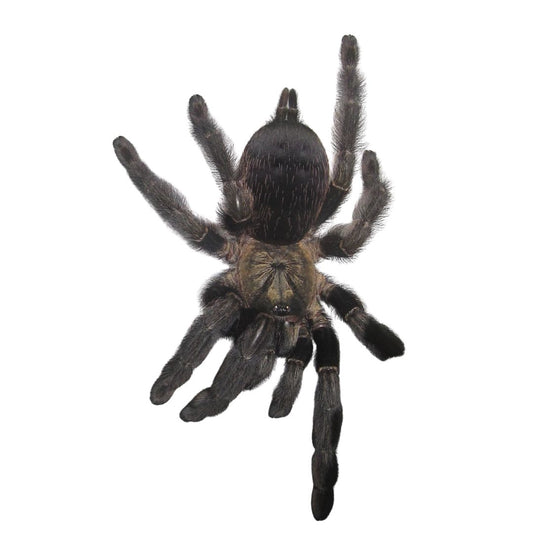 Psalmopoeus Reduncus - Costa Rican Orange Mouth Tarantula (Sling)