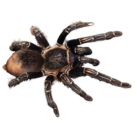 Aphonopelma seemanni/Costa Rican Zebra Tarantula (Sling)