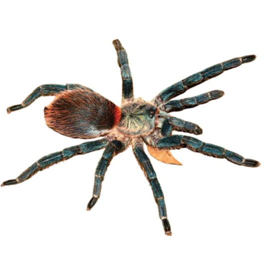 Dolichothele diamantinensis - Brazilian Blue Beauty (Sling)
