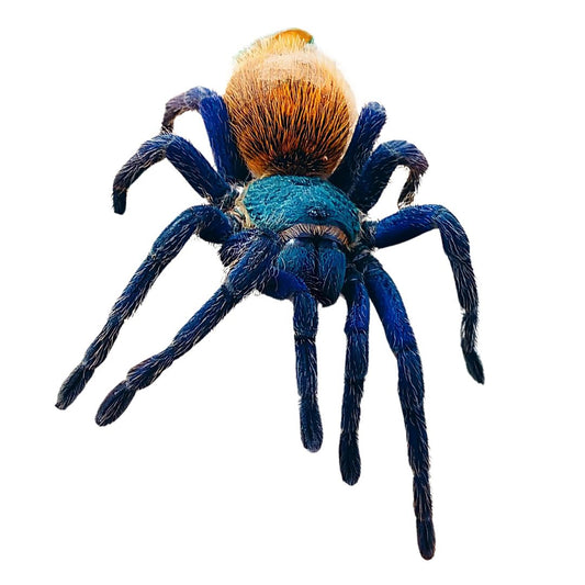 Chromatopelma Cyaneopubescens - Green Bottle Blue Tarantula (Sling)
