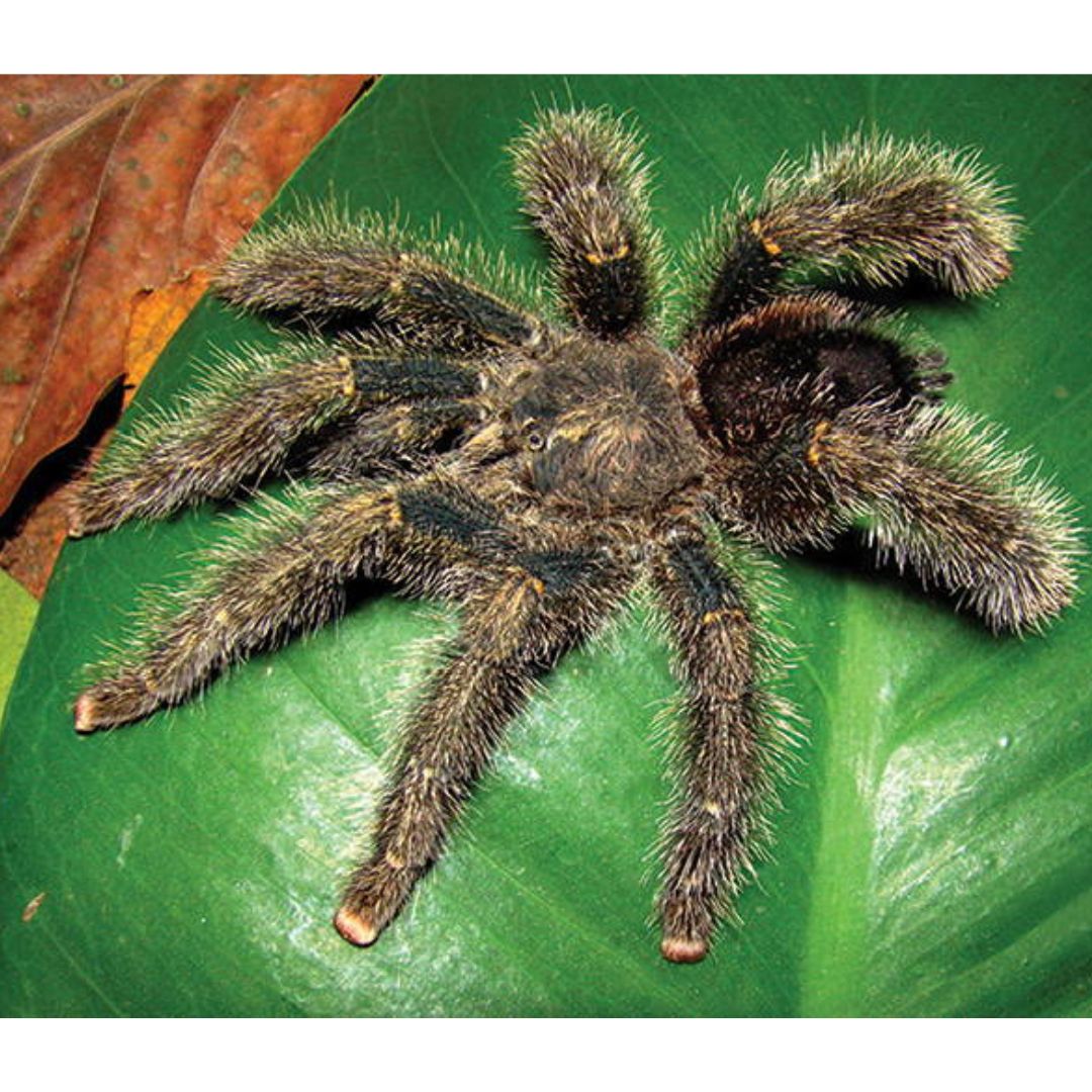 Avicularia variegata - Grizzly Pink Toe (Sling)