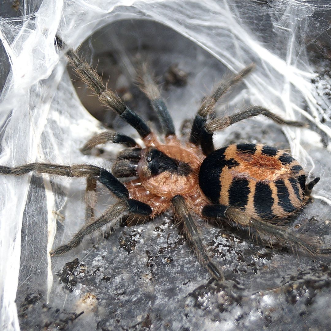 Davus pentaloris - Guatemalan Tiger Rump (Sling)