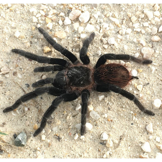 Tliltocatl Vagans - Mexican Red Rump Tarantula (Sling)