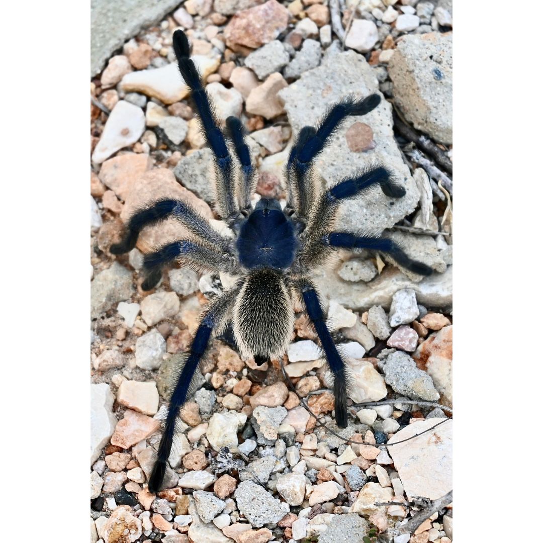 Monocentropus balfouri - Socotra Island Blue Baboon (Sling)