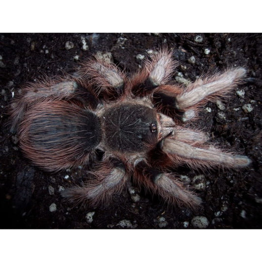 Nhandu chromatus - Brazilian Red & White Tarantula (Sling)
