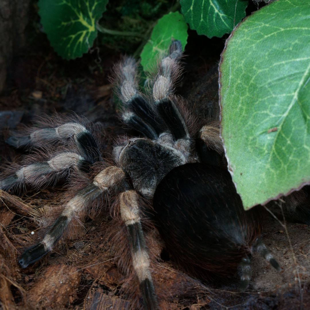 Nhandu coloratovillosus - Brazilian Black & White (Sling)