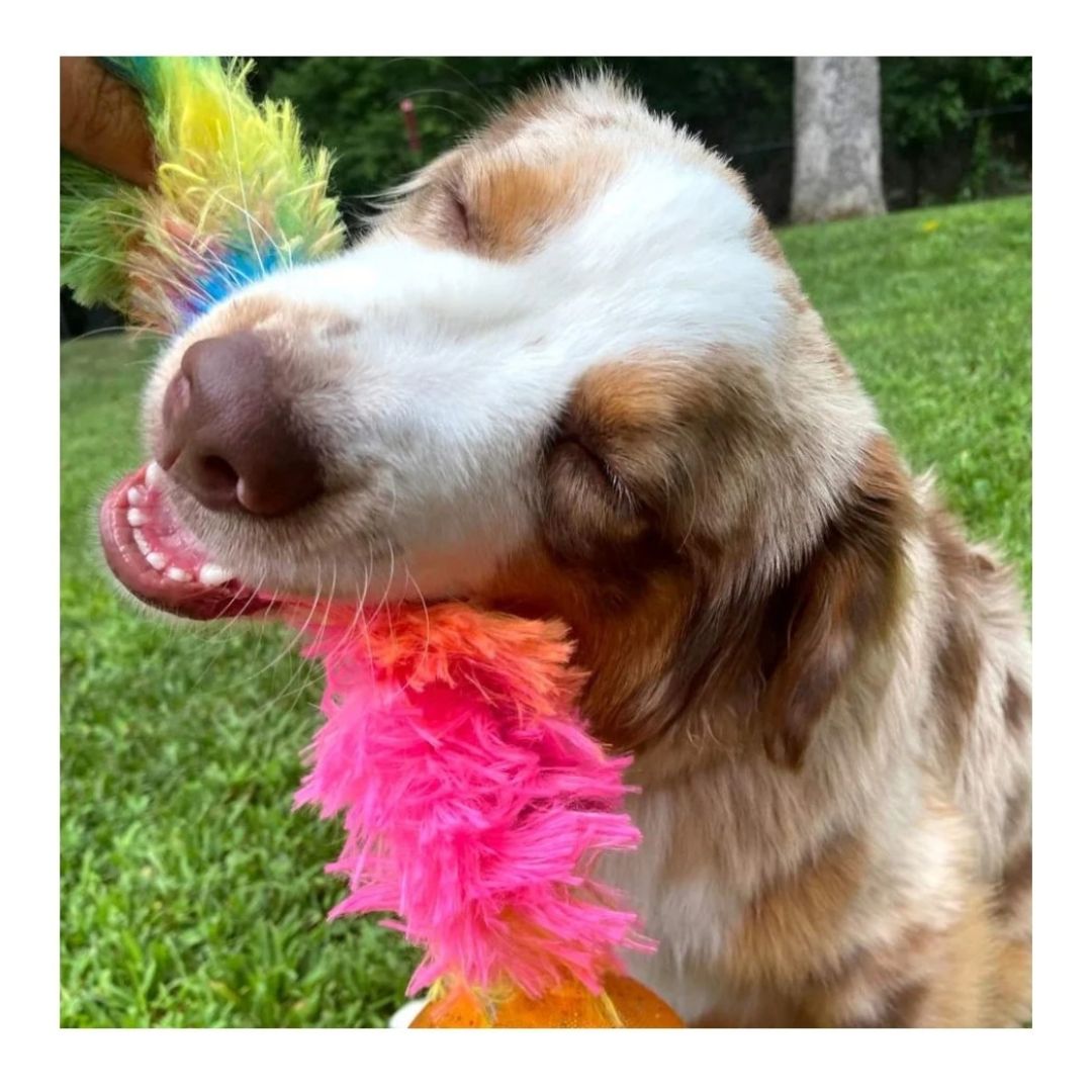 Outward Hound Surprise Tailz Ast