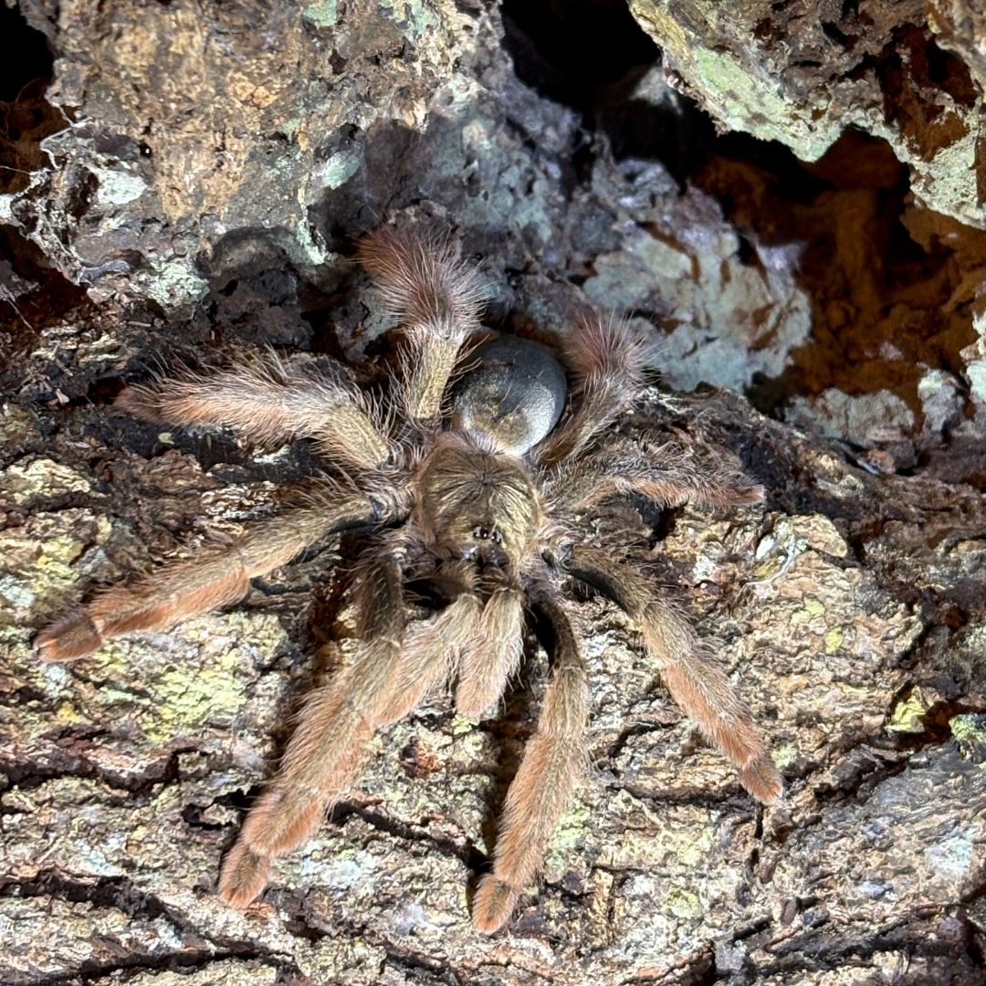 Psalmopoeus pulcher - Panama Blonde (Sling)