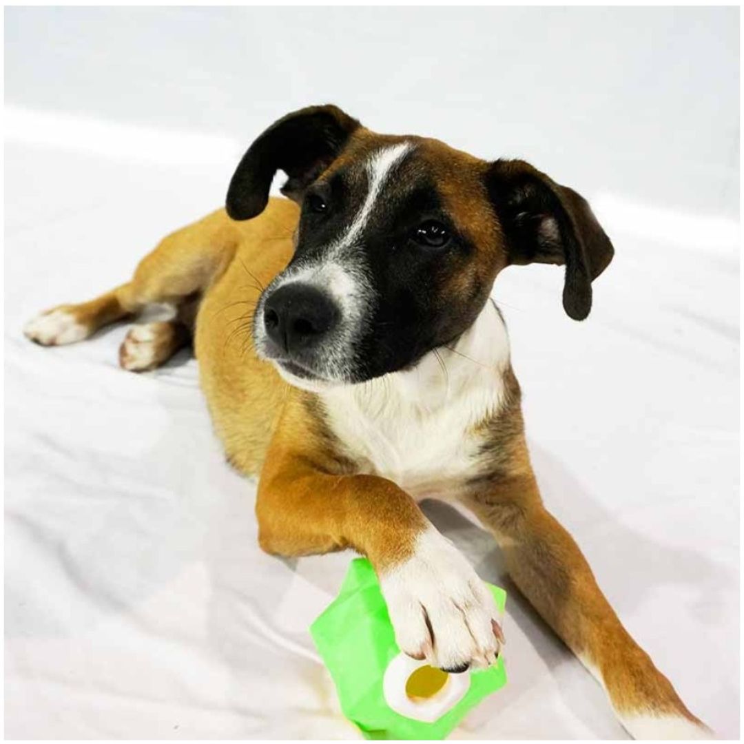 Paws to Claws Monster Treat Release Toy