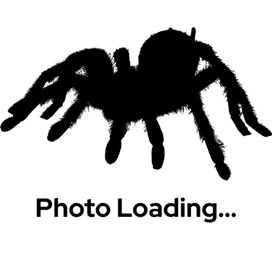 Phormingochilus Sp. Rufus - Peach Earth Tiger Tarantula (Sling)