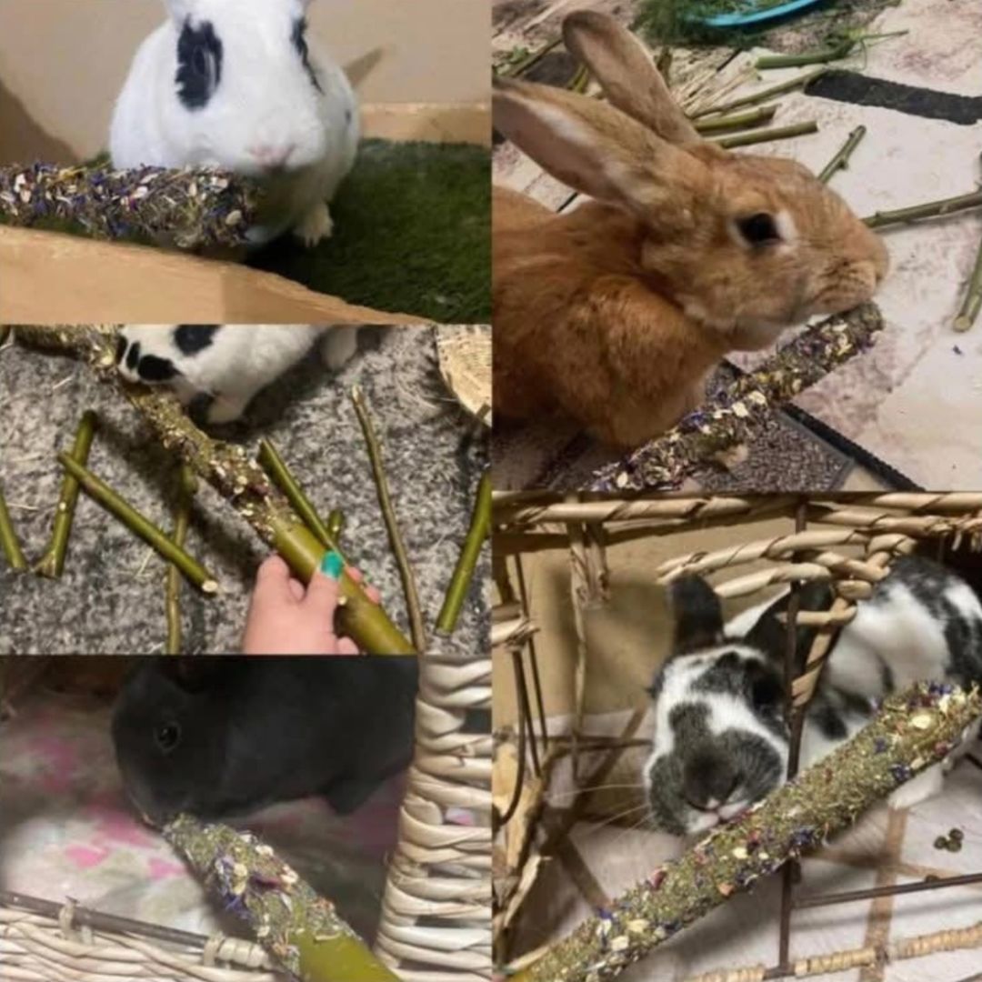 Bunny Dental Health Bundle