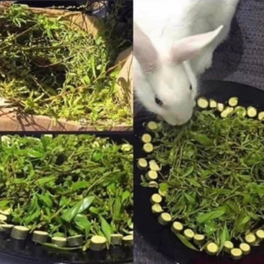Willow Nibbles