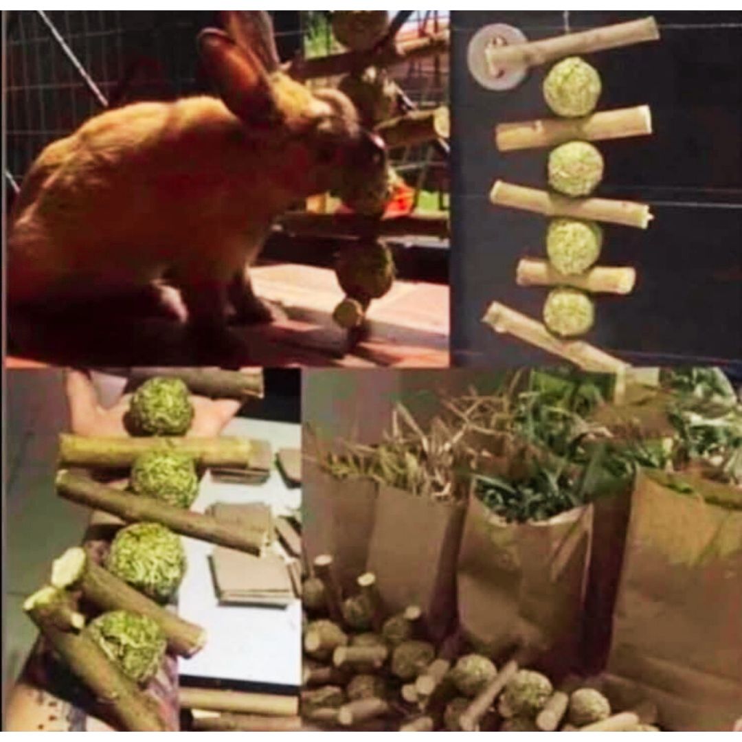 Bunny Dental Health Bundle